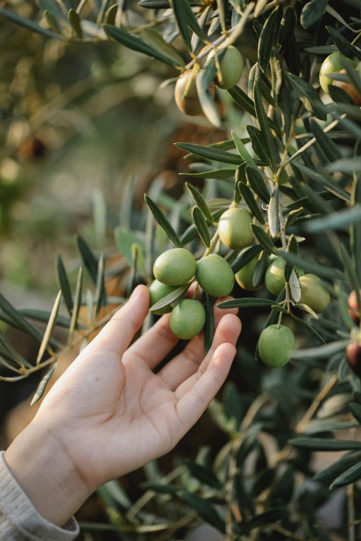 Zeytin Yağının Sağlık Faydaları