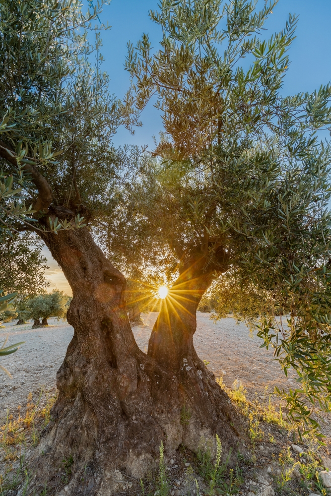 Zeytin Ağacının Sıradışı Hikayesi